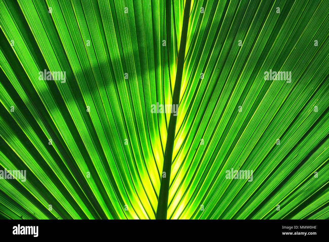 Près d'un très beau vert feuilles de palmier exotique tropical dans un jardin tropical. Banque D'Images