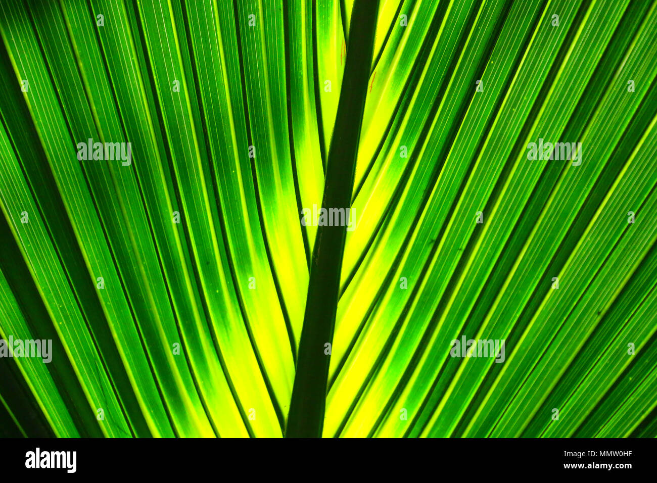 Près d'un très beau vert feuilles de palmier exotique tropical dans un jardin tropical. Banque D'Images