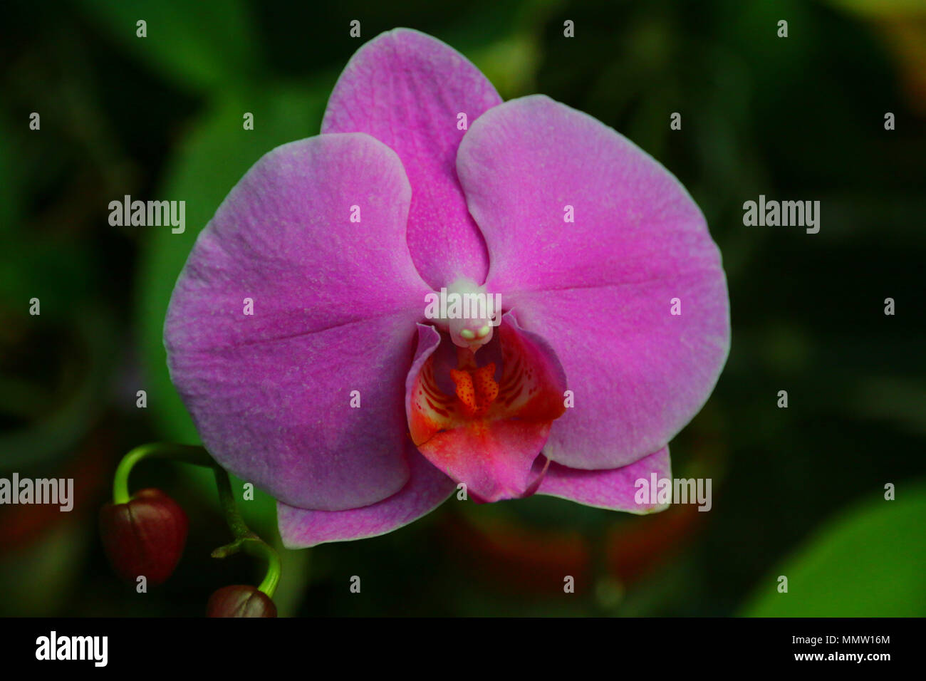 Magneficient rose / violet orchidée de couleur dans un jardin botanique. Banque D'Images