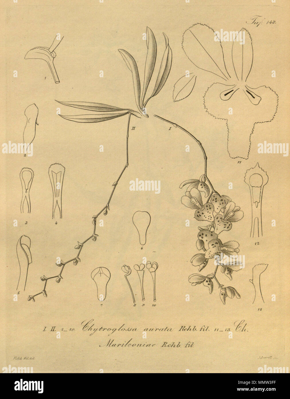 . Illustration de I - II, 1-10. Chytroglossa aurata 11 - 13. Marileoniae Chytroglossa . 1874. Heinrich Gustav Reichenbach (1824-1889) Noms alternatifs Rchb.f. German-Saxon pteridologist Description, botaniste, ornithologue et enseignant à l'université Date de naissance/Décès 3 Janvier 1824 6 mai 1889 Lieu de naissance/décès Dresde Hambourg Leipzig Lieu de travail contrôle d'autorité : Q62820 : VIAF ?77066171 ISNI : ?0000 0000 8396 1069 RCAC : ?n79125882 NLA : ?Botaniste 35749194 : ?Rchb.f. WorldCat Chytroglossa aurata - Chytroglossa marileoniae - Xenia 2 pl 148 Banque D'Images