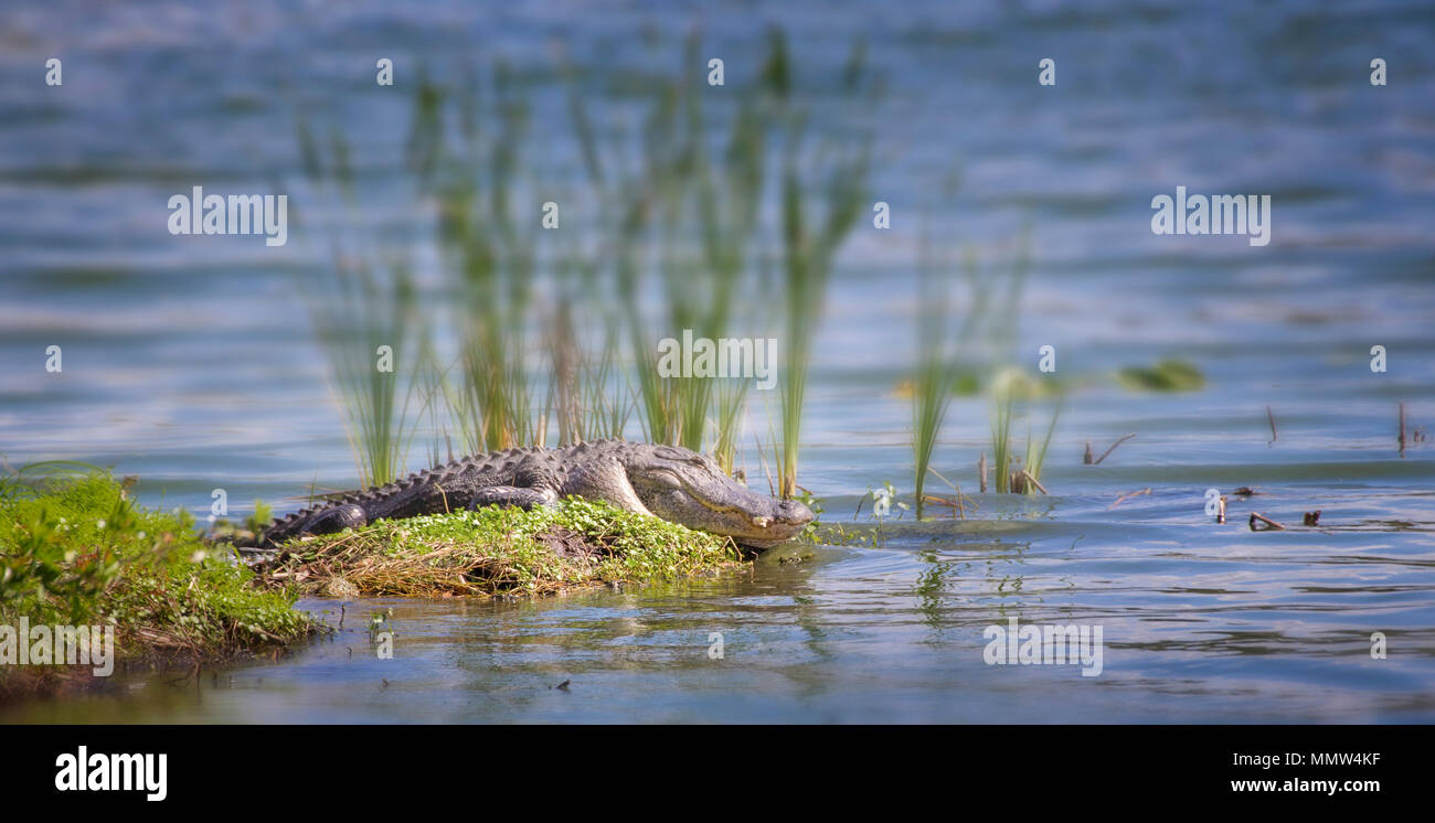 Alligator du soleil lui-même sur une petite île dans les Everglades de Floride. L'Alligator est le prédateur des Everglades. Banque D'Images