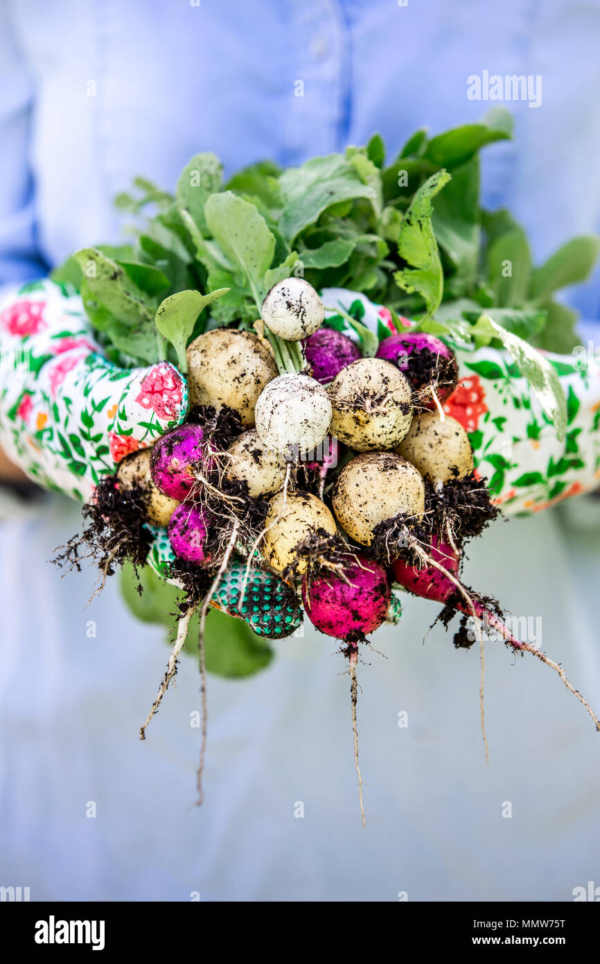 Jardinage - la femme est la récolte de radis le Banque D'Images