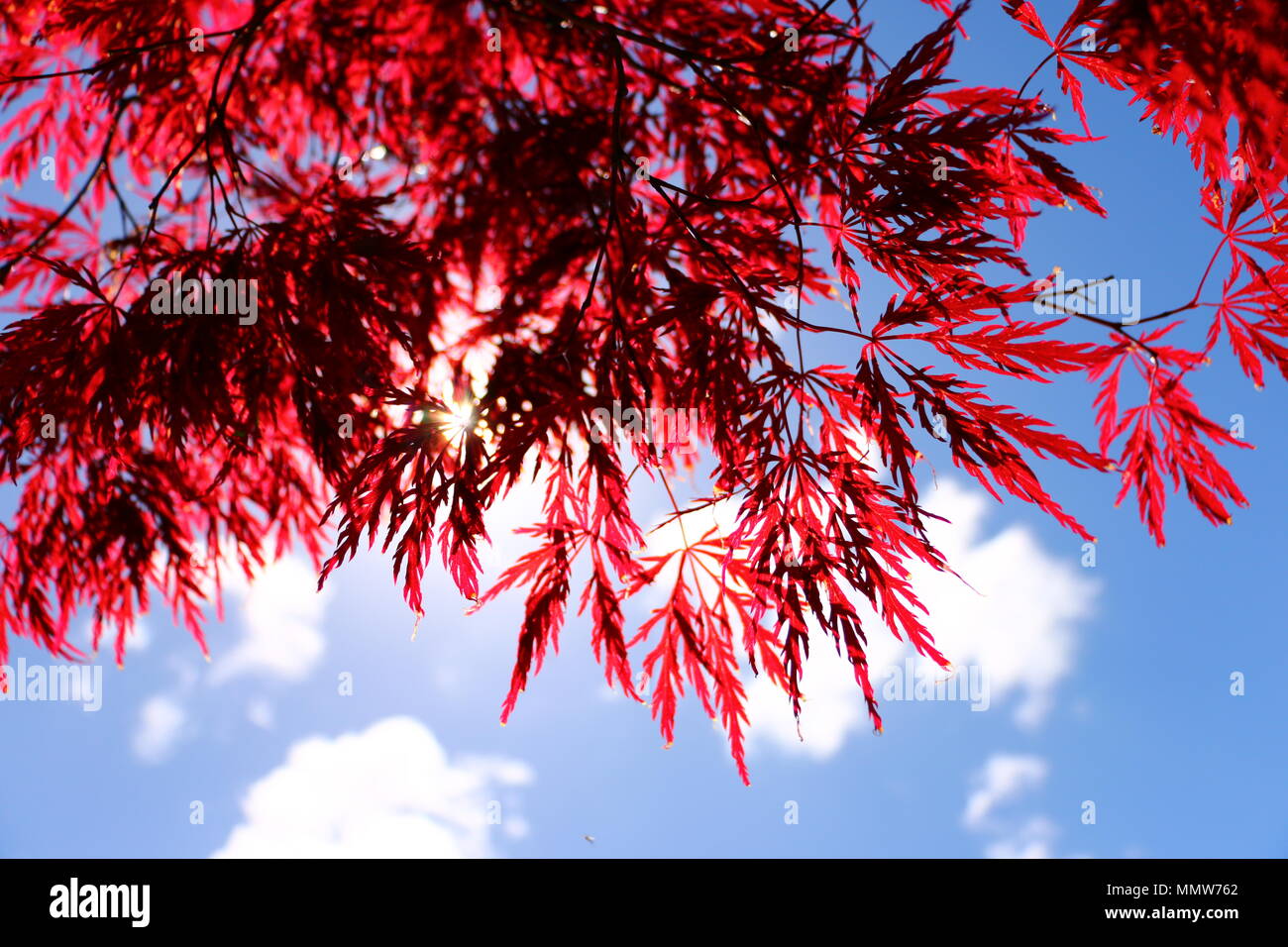 Vue du dessous un Acer japonais rouge montrant ses feuilles sur un ciel bleu et blanc fond de nuage Banque D'Images