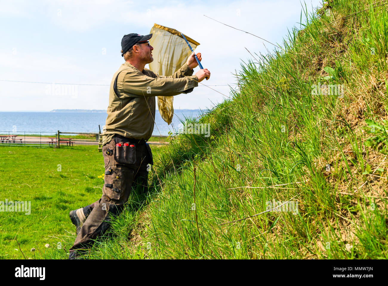 Glumslov, Suède - 29 Avril 2018 : Documentaire de la vie quotidienne et le lieu. La collecte pour les coléoptères scarabée surveyor inventaire en utilisant un anneau sur net un slop Banque D'Images