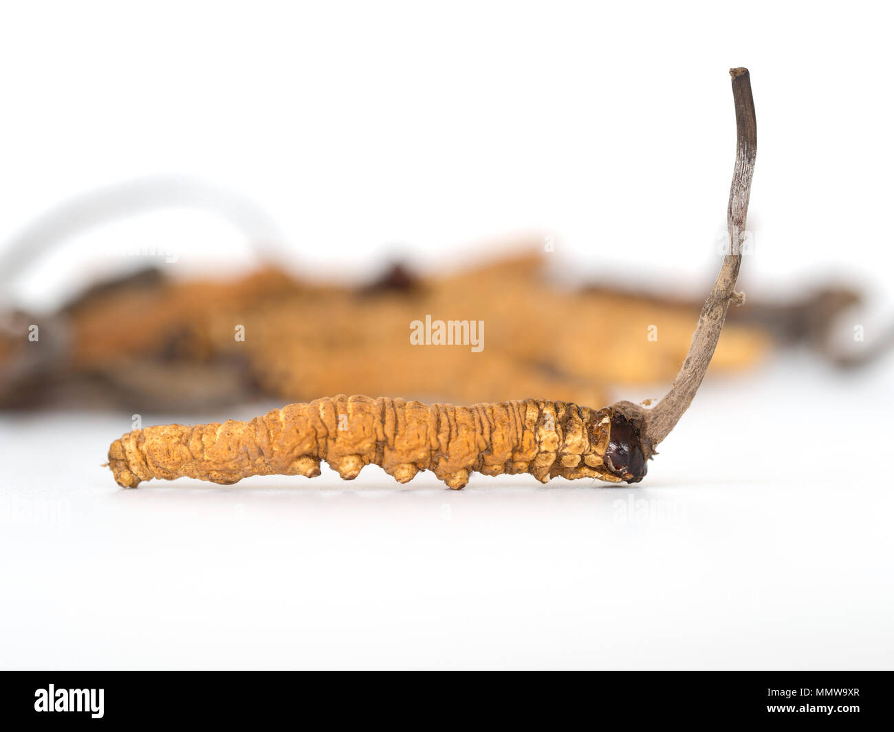 Ophiocordyceps sinensis (CHONG CAO, DONG CHONG XIA CAO) ou champignons cordyceps c'est un contexte isolé sur les herbes. Propriétés médicinales de la TREA Banque D'Images