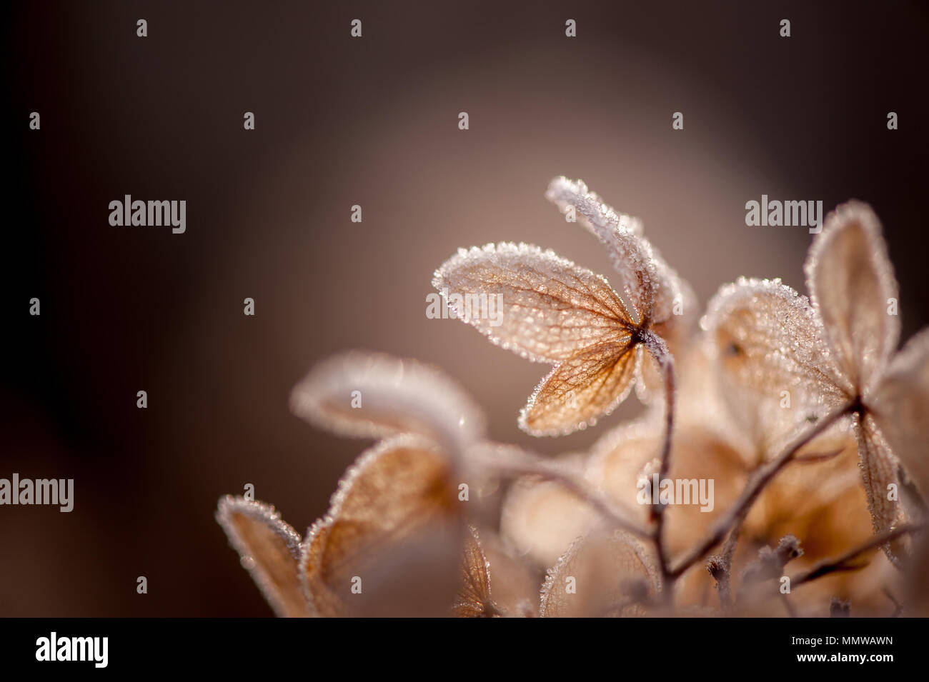 Givre sur dead hydrangea Banque D'Images