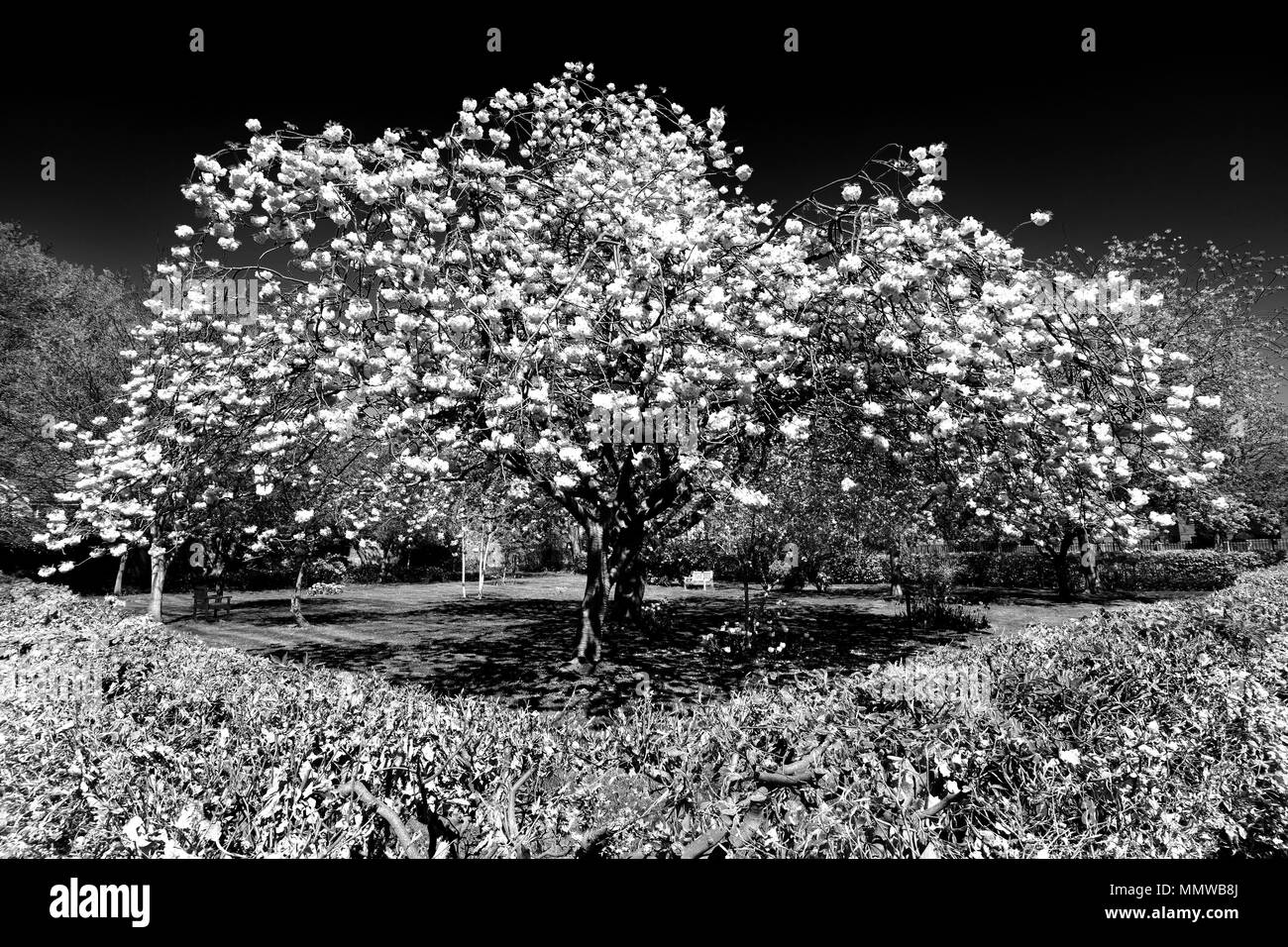 Cimetière cherry blossom style infrarouge Banque D'Images