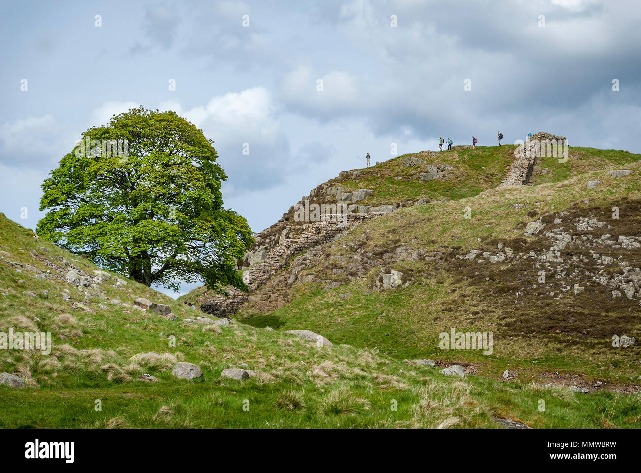 Sycamore Gap Hadrien Wall. Angleterre Northumberland Northumberland. Angleterre. Abattu par des vandales en 2023 Banque D'Images