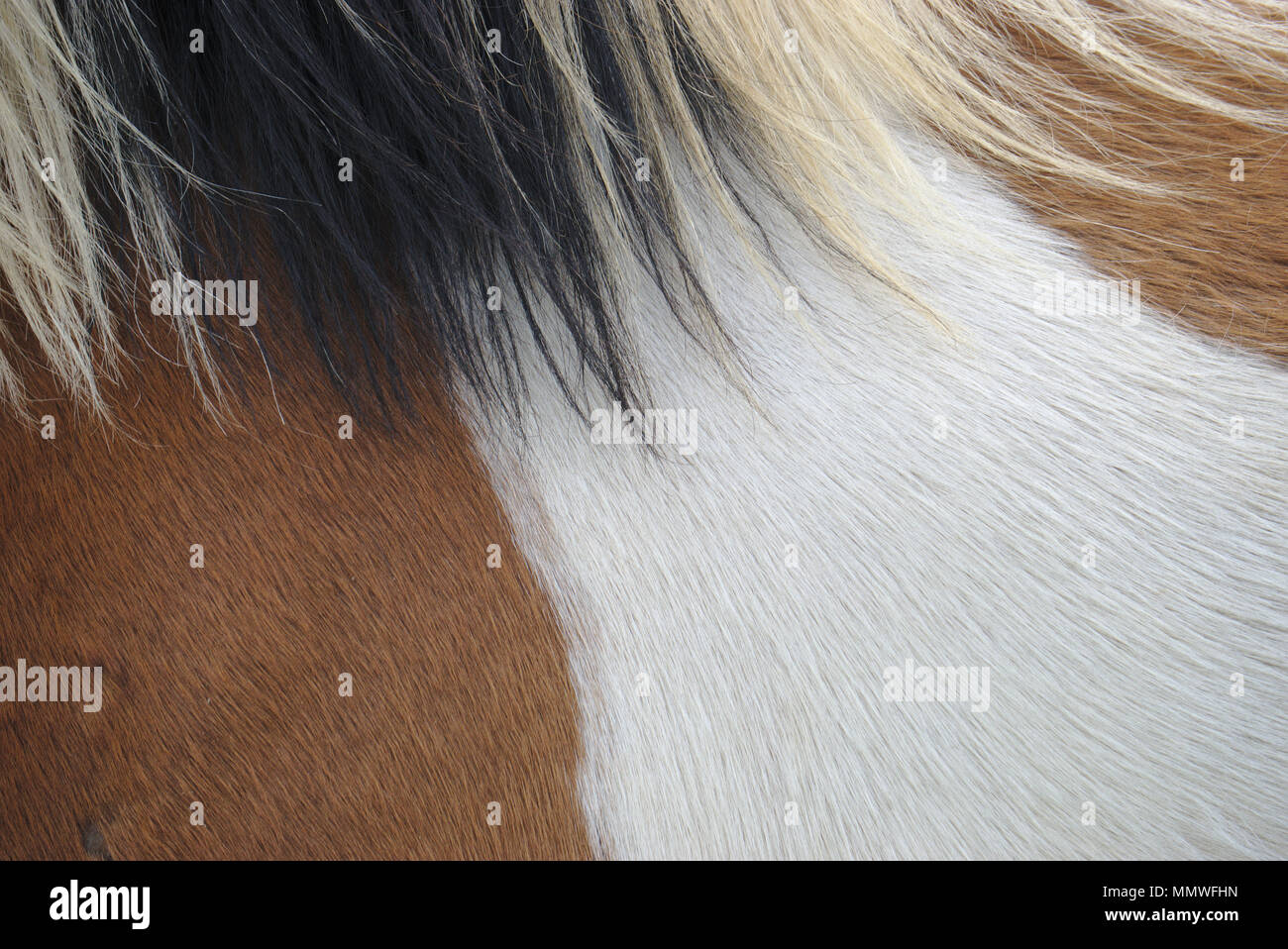 Cheval brun et blanc et noir et blanc manteau mane close up Banque D'Images