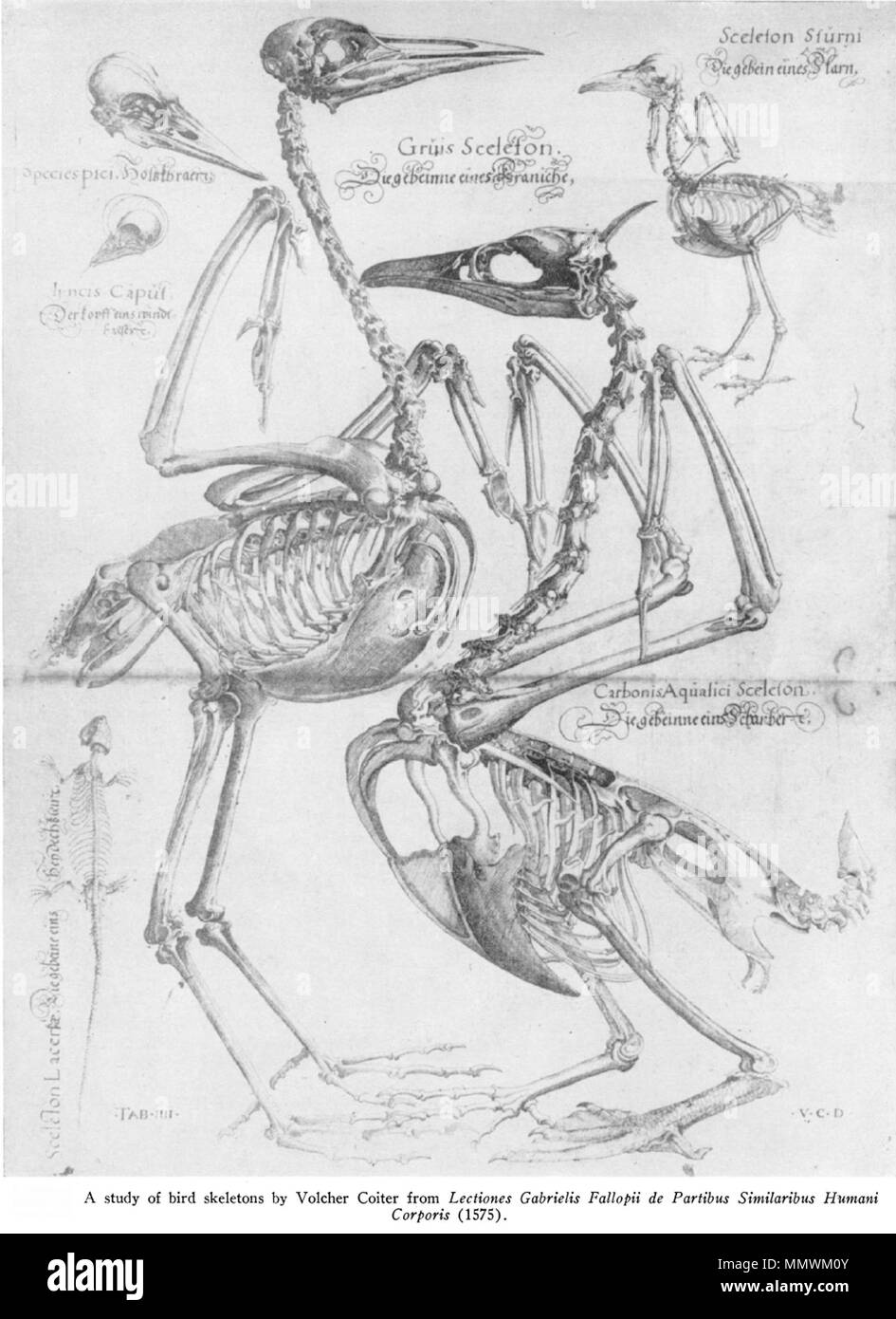 . Croquis de l'anatomie d'oiseaux par espèce Volcher Coiter pici - Ho ?stbraer ?  = Picidae sp. Yncis ?habitant - Der Kopf eines winde  = Falkere Falconidae sp. Grus - squelette Die Aufstellung von Kraniche  = Grus grus squelette squelette Sturni - Die Aufstellung von Starn  = Sturnus vulgaris Carbonis squelette squelette aquialici Scharber - Die Aufstellung von  = Phalacrocorcidae sp. . Vers 1575. Volcher Coiter CoiterIllustration Banque D'Images