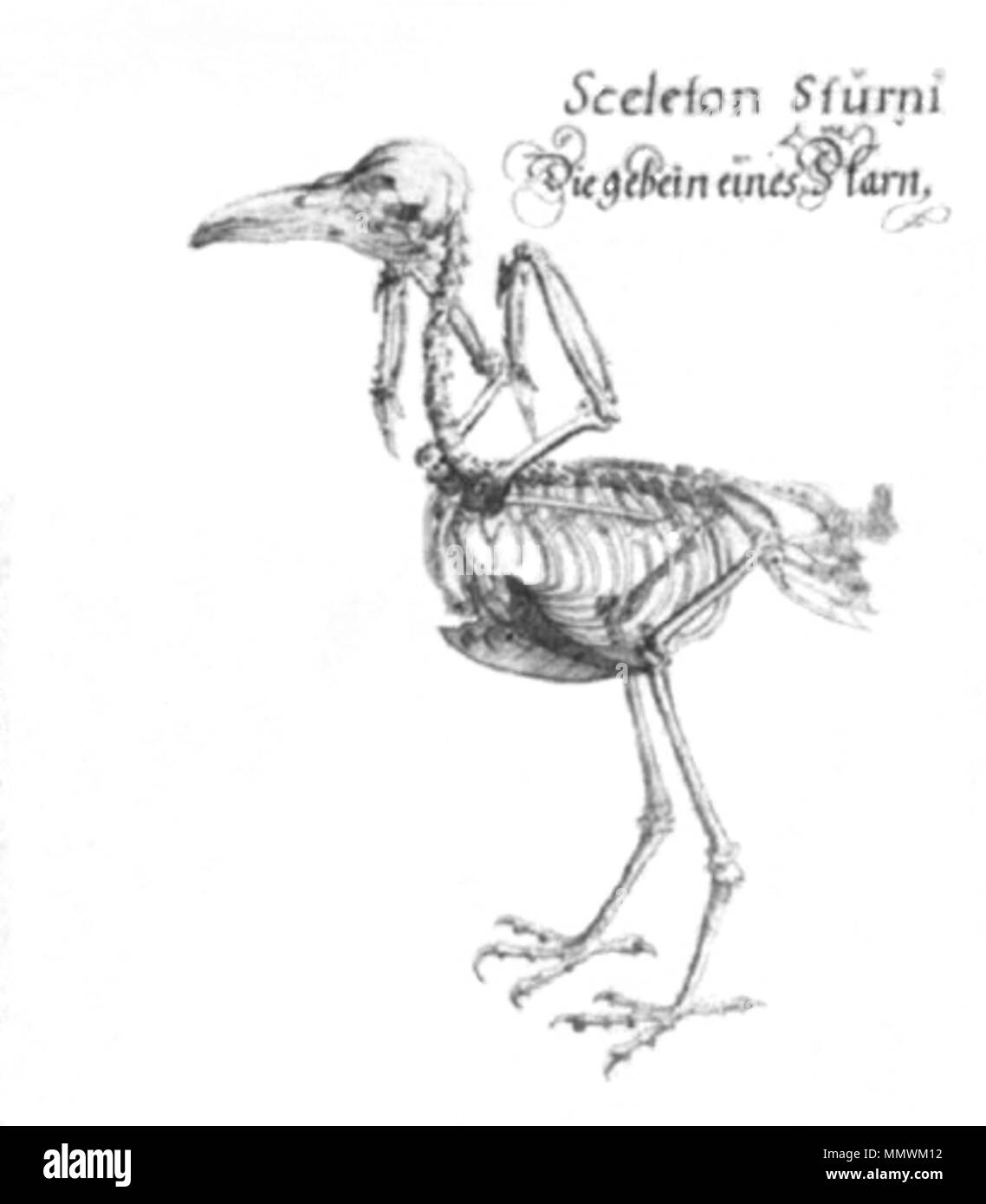 . Croquis de l'anatomie des oiseaux par Volcher Coiter Sturni Squelette - Die Aufstellung von starn  = Sturnus vulgaris . circa 1575. Volcher Coiter, Changements par Nebelsiek CoiterIllustrationSceletonSturni:Utilisateur Kersti Banque D'Images