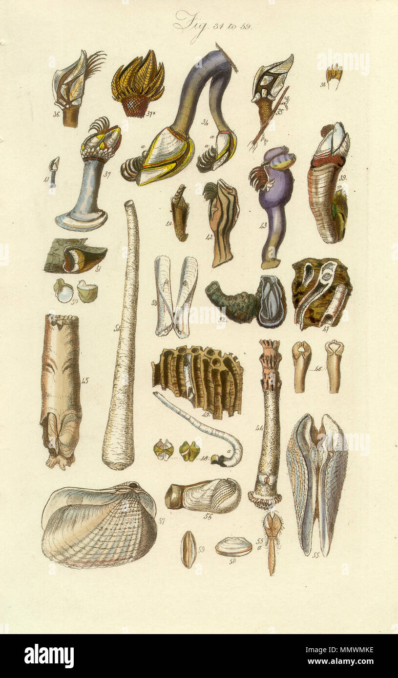 . Anglais : Conchological Plaque Manuel 2. Balane et d'autres coquilles . Entre 1812 et 1884. George B. Sowerby Conchological Plaque manuel 002 Banque D'Images