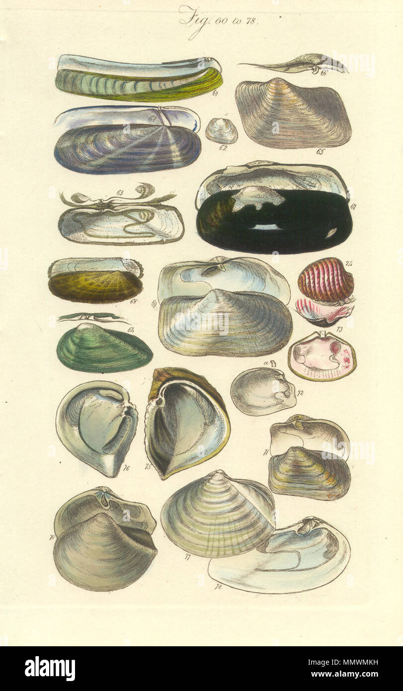 . Anglais : Conchological Plaque Manuel 3. Cygne d'anatifes . Entre 1812 et 1884. George B. Sowerby Conchological Plaque manuel 003 Banque D'Images