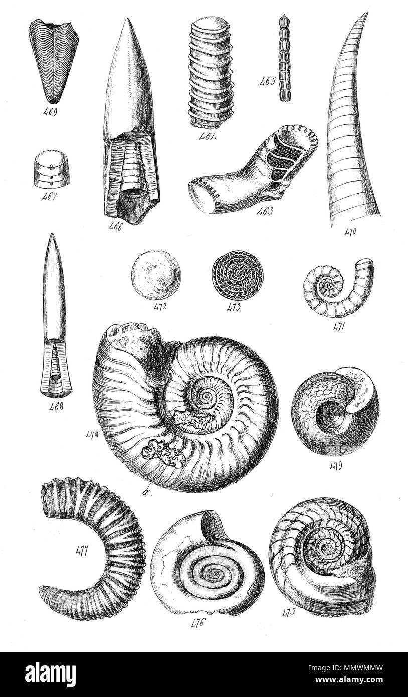. Anglais : Plaque, fig. 463 à 479. Noms (voir ci-dessous) sont aussi utilisés dans le texte de 1842. Plaque 22 Manuel Conchological Banque D'Images