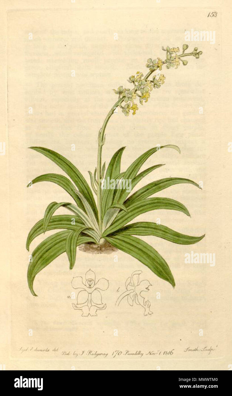 . Illustration de l'Cryptarrhena lunata (Note : le dessin est quelque peu irréaliste, se développe comme plante épiphyte, feuilles et inflorescence pendant vers le bas, voir photos) . 1816. Sydenham Edwards (1768-1819) Cryptarrhena lunata Banque D'Images