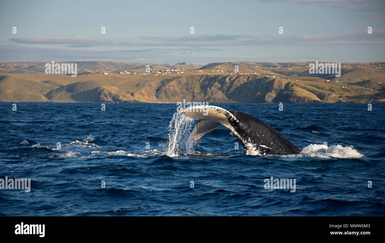 Queue d'un rorqual à bosse, Megaptera novaeangliae, Coffee Bay, Eastern Cape, Afrique du Sud de la Côte Sauvage Banque D'Images