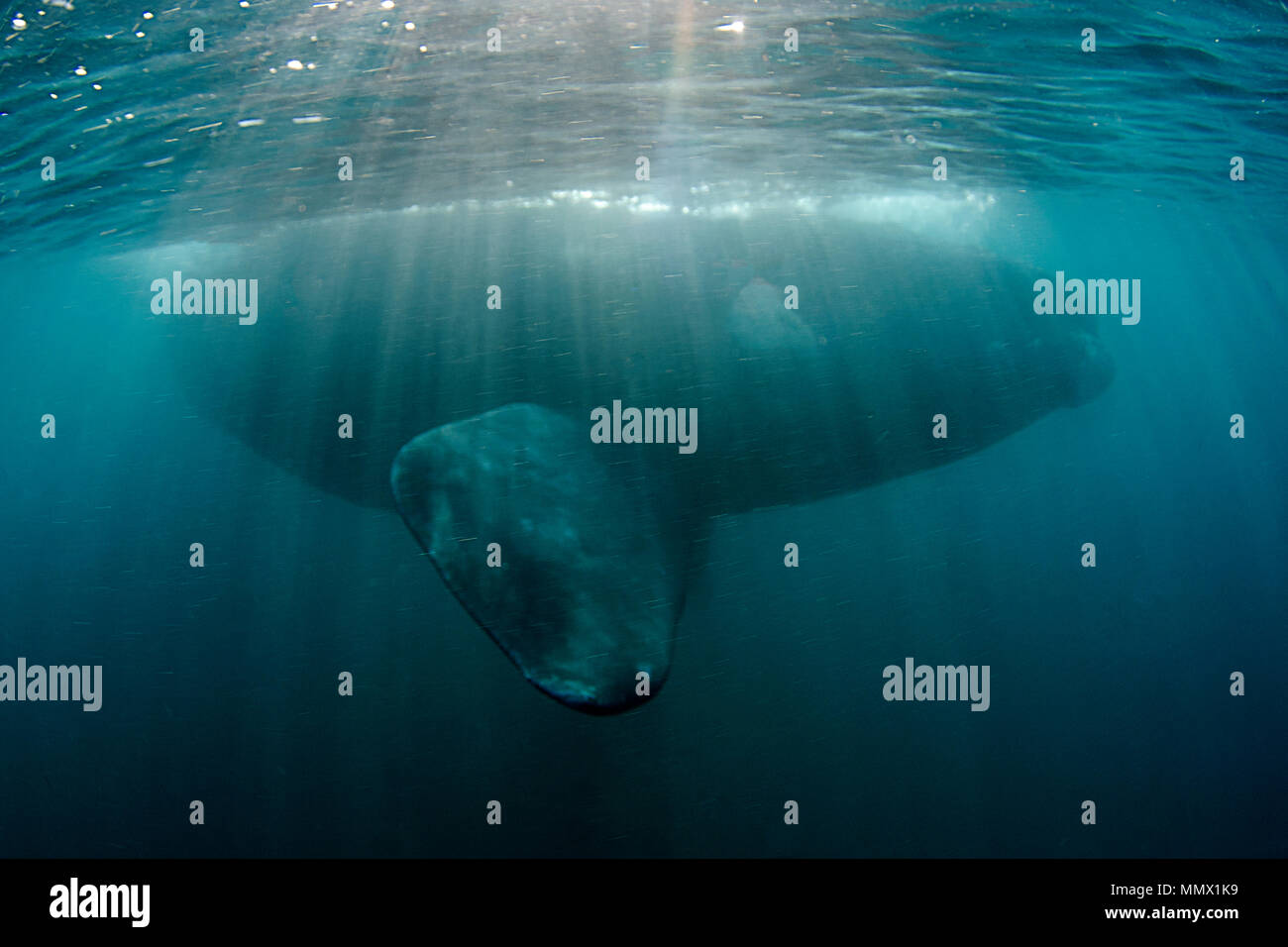 Baleine franche australe, Eubalaena australis, Coffee Bay, Eastern Cape, Afrique du Sud de la Côte sauvage, l'Océan Indien Banque D'Images