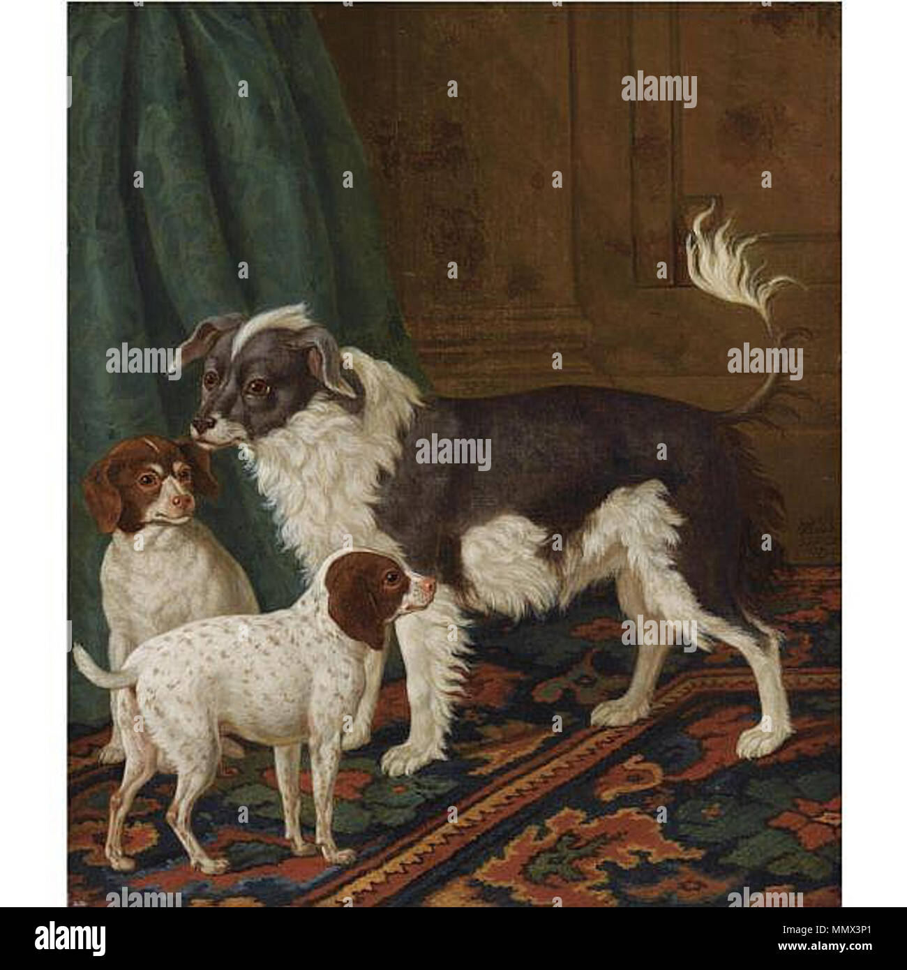 Anglais Un Noir à Poil Long Et Blanc Chien Avec Queue