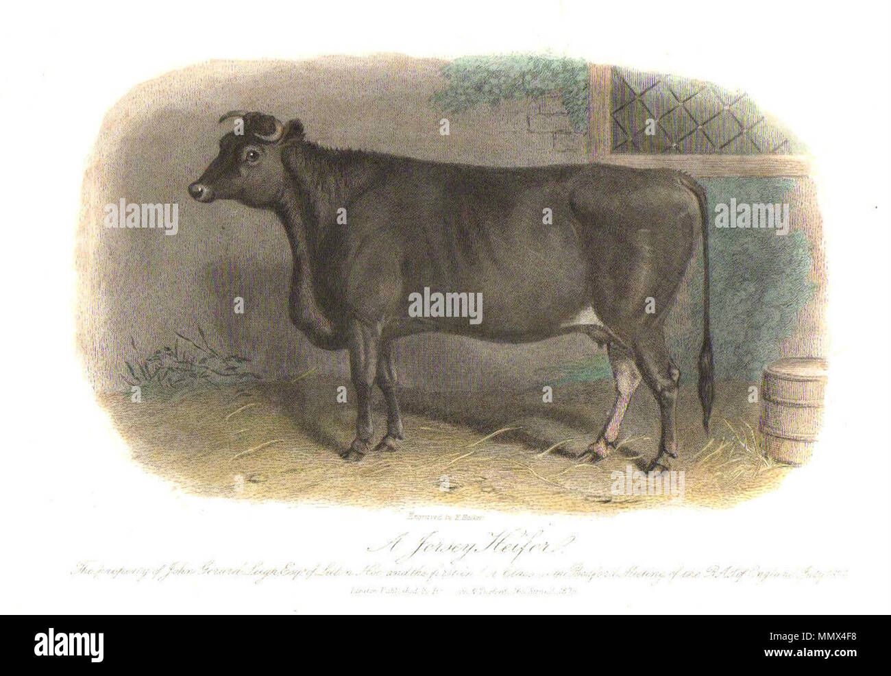 . Anglais : une génisse Jersey - La propriété de John Gerard Leigh Esq. de Luton Hoo et la première de sa classe à l'Assemblée des autorités responsables de l'Angleterre, juillet 1874 ; gravé par E. Hacker ; Londres, publié par Rogerson et Tuxford, 246 Strand, 1875 . Janvier 1875. 1875 E. Hacker une génisse Jersey - La propriété de John Gerard Leigh Esq de Luton Hoo Banque D'Images