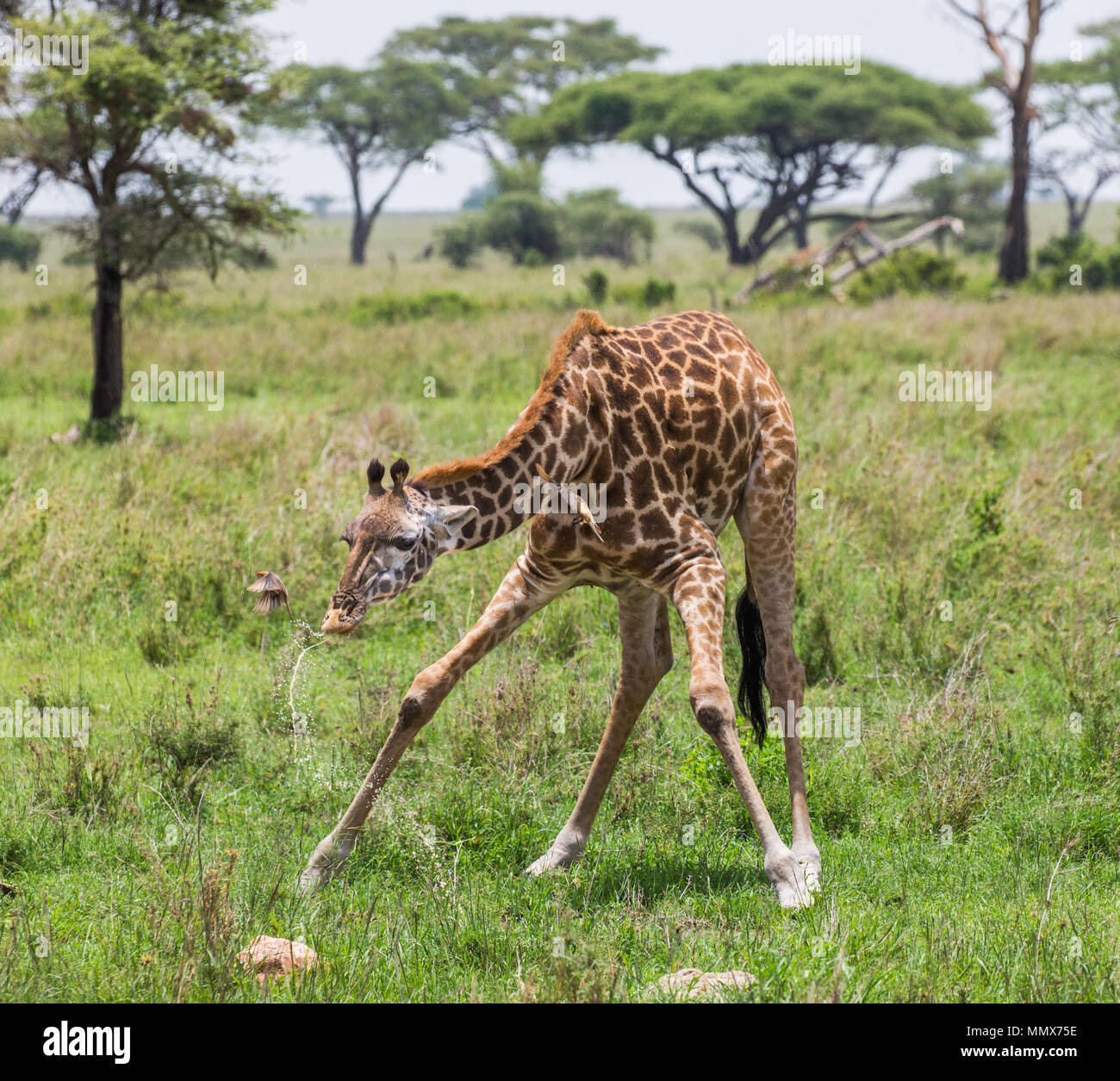 Girafe boit de l'eau à l'abreuvoir. L'Afrique. La Tanzanie. Le Parc National du Serengeti. Banque D'Images