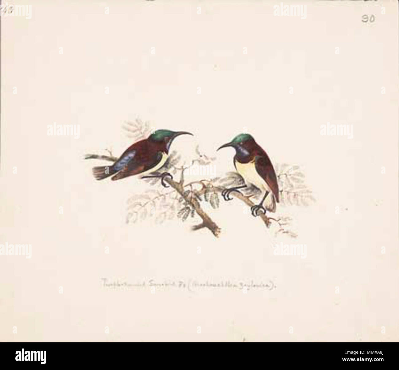 . Anglais : Purple Sunbirds (Chalcomitra asiaticus) . avant 1808. Elizabeth Gwillim Elizabeth Gwillim - Violet Sunbirds Banque D'Images