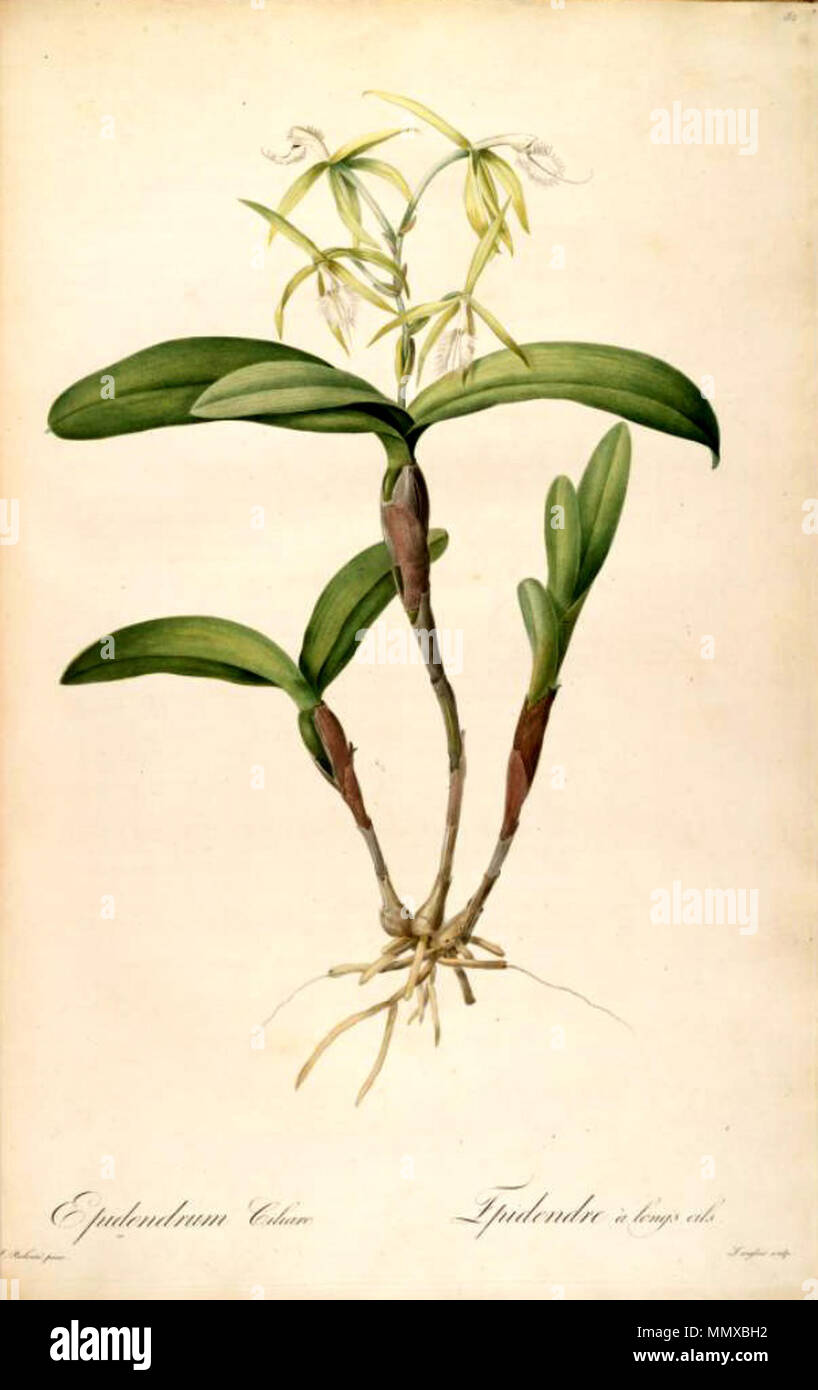 Epidendrum ciliare - Redouté, Les liliacees, vol 2 pl 82 Banque D'Images