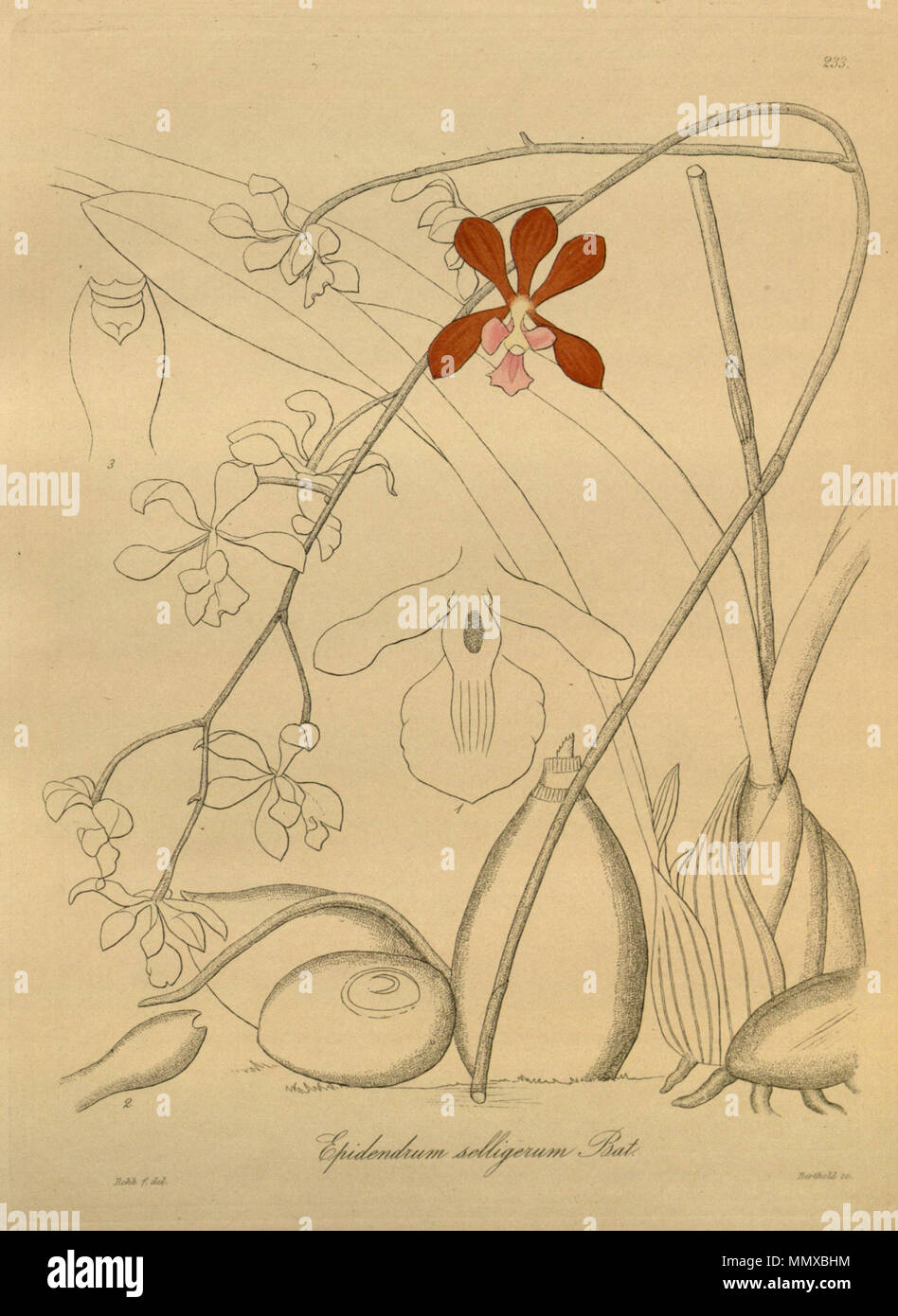 . Illustration de l'Encyclia (selligera comme syn. Epidendrum selligerum) . 1900 (livre), 1890 (cette plaque. Friedrich Wilhelm Ludwig Kränzlin (1847-1934) et Heinrich Gustav Reichenbach (1824-1889) Noms alternatifs Rchb.f. German-Saxon pteridologist Description, botaniste, ornithologue et enseignant à l'université Date de naissance/Décès 3 Janvier 1824 6 mai 1889 Lieu de naissance/décès Dresde Hambourg Leipzig Lieu de travail contrôle d'autorité : Q62820 : VIAF ?77066171 ISNI : ?0000 0000 8396 1069 RCAC : ?n79125882 NLA : ?Botaniste 35749194 : ?Rchb.f. WorldCat Epidendrum selligerum - Xenia vol. 3 fig. 233 Banque D'Images