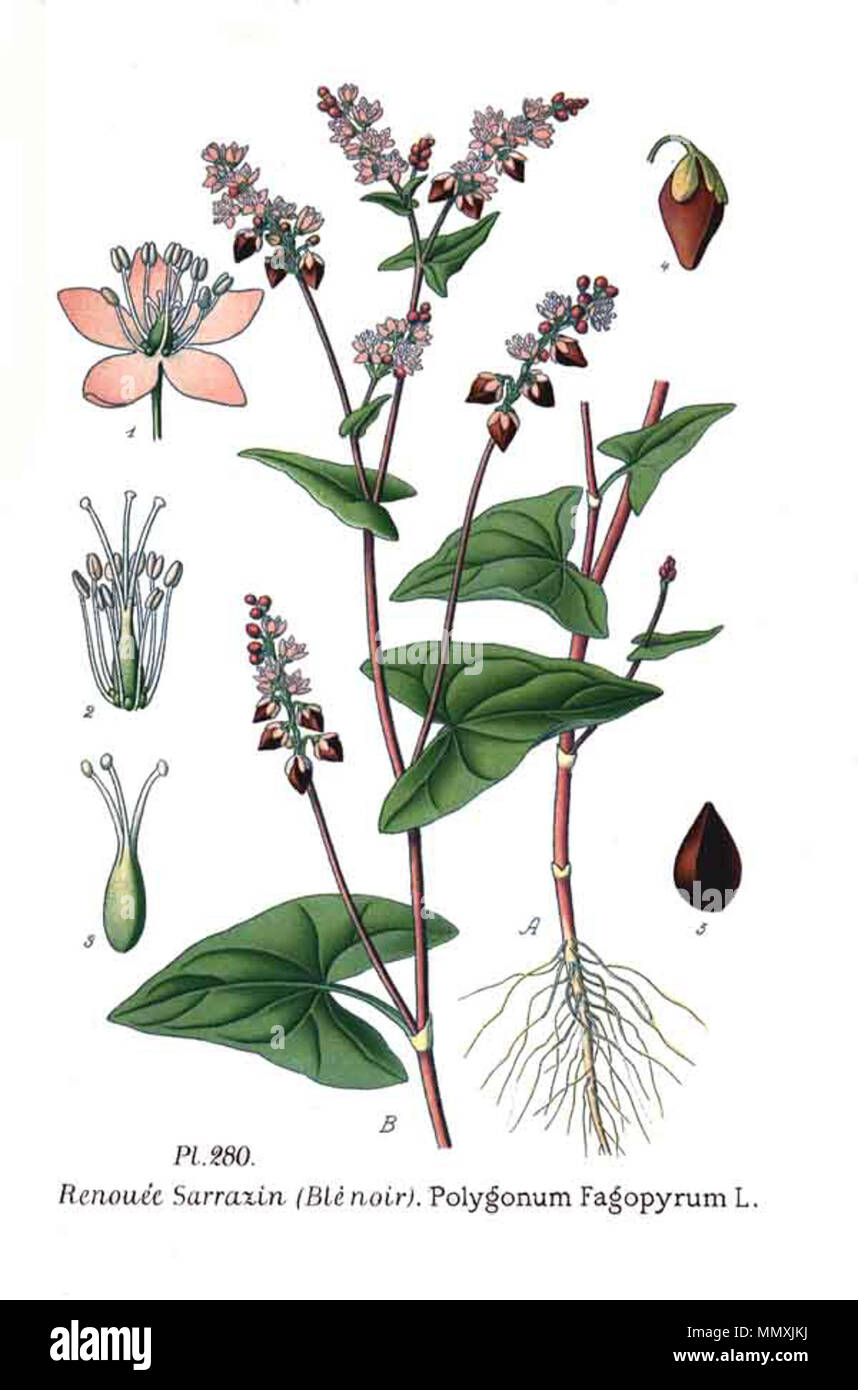 . Fagopyrum esculentum (syn. Polygonum fagopyrum) . 31 janvier 2001. JJean-Philippe Masclef Amédée (1858-) JJean-Philippe Masclef Autres noms botaniste français Description Date de naissance/décès 1858 19.. Contrôle d'autorité : Q18507759 : VIAF ?233362923 ISNI : ?0000 0003 6776 1587 RCAC : ?n88663684 : Botaniste JJean-Philippe Masclef ?SUDOC : ?035266805 Polygonum fagopyrum WorldCat 280 L Banque D'Images