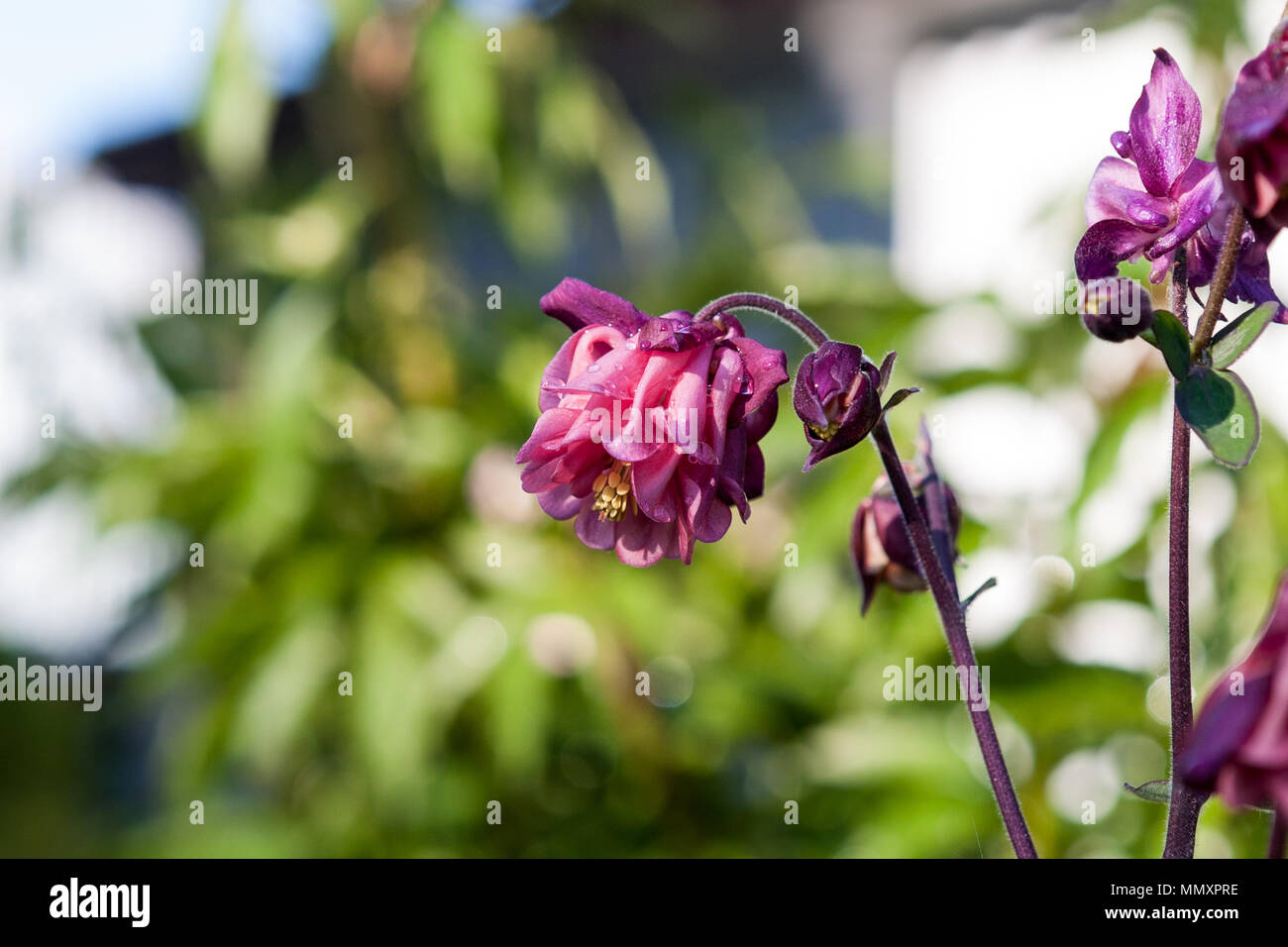 L'ancolie, européen, Akleja (Aquilegia vulgaris) Banque D'Images