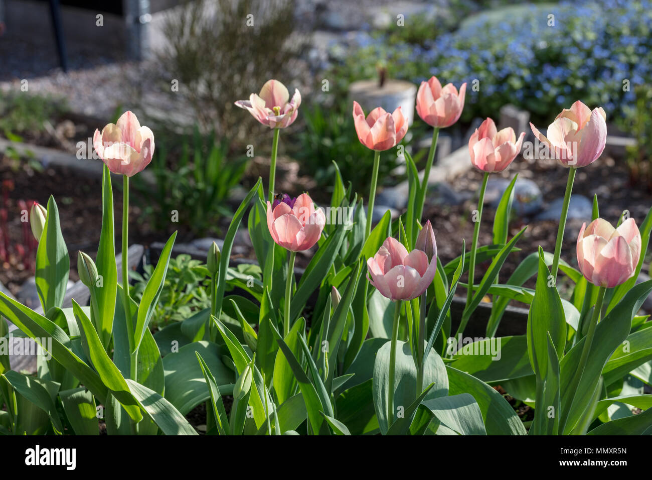 'Salmon Impression' hybride Darwin Tulipe, Tulipa Gesneriana (Darwinhybridtulpan) Banque D'Images