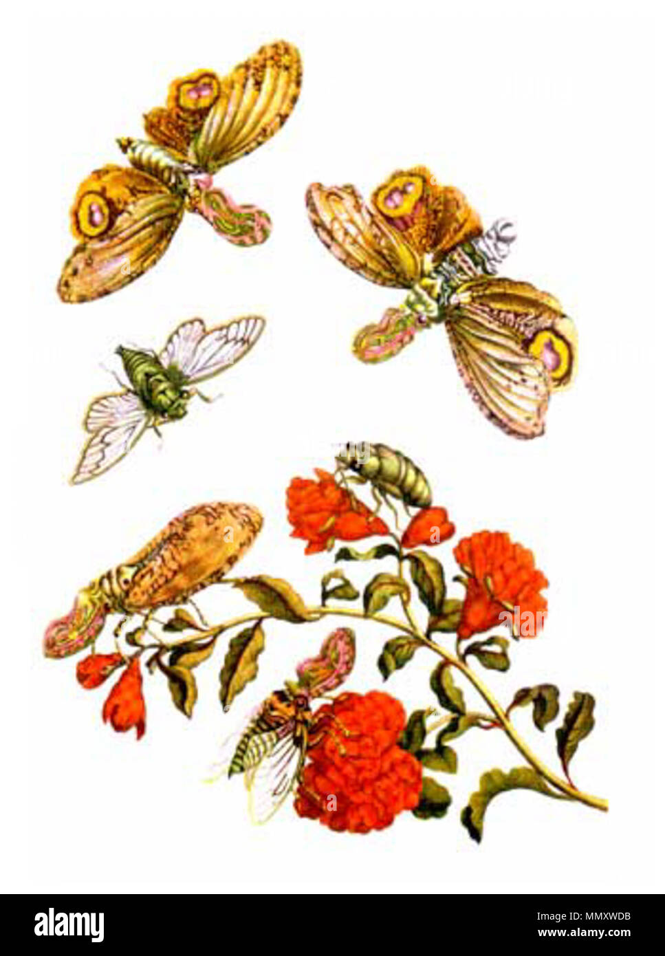 . Deutsch : Kolorierter Kupferstich Metamorphosis insectorum Surinamensium aus, Bildtafel XLIX. 'Anglais' Granatapfel : gravure sur cuivre de couleur à partir de la métamorphose insectorum Surinamensium Plaque, XLIX. . 1705. Maria Sibylla Merian (1647-1717) Fulgora Banque D'Images