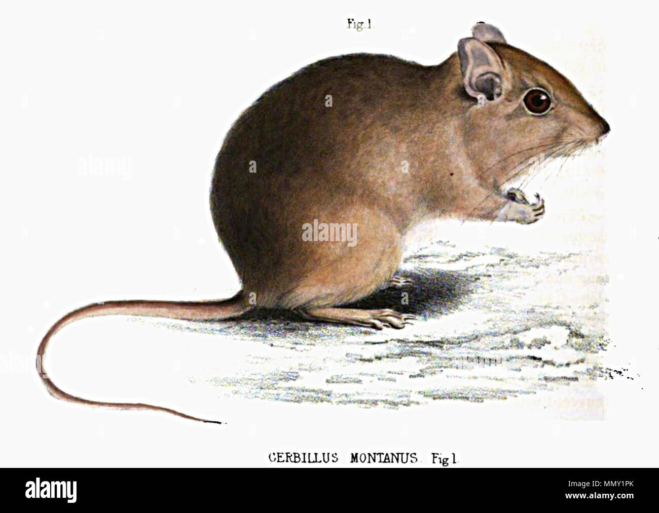 . English : Gerbilliscus brantsii d'après Smith, A. 1849. Illustrations de la zoologie de l'Afrique du Sud : composé principalement de chiffres et les descriptions d'objets d'histoire naturelle recueillis au cours d'une expédition dans l'intérieur de l'Afrique du Sud, dans les années 1834, 1835, et 1836, armé par le "Cap de Bonne Espérance Association pour la découverte du centre de l'Afrique". Vol 1. Mammalia (planche 36). Smith, Elder and Co. de Londres. Anglais : Gerbilliscus brantsii [Smith, A. 1849. Illustrations de la zoologie de l'Afrique du Sud : composé principalement de chiffres et les descriptions d'objets d'histoire naturelle de c Banque D'Images