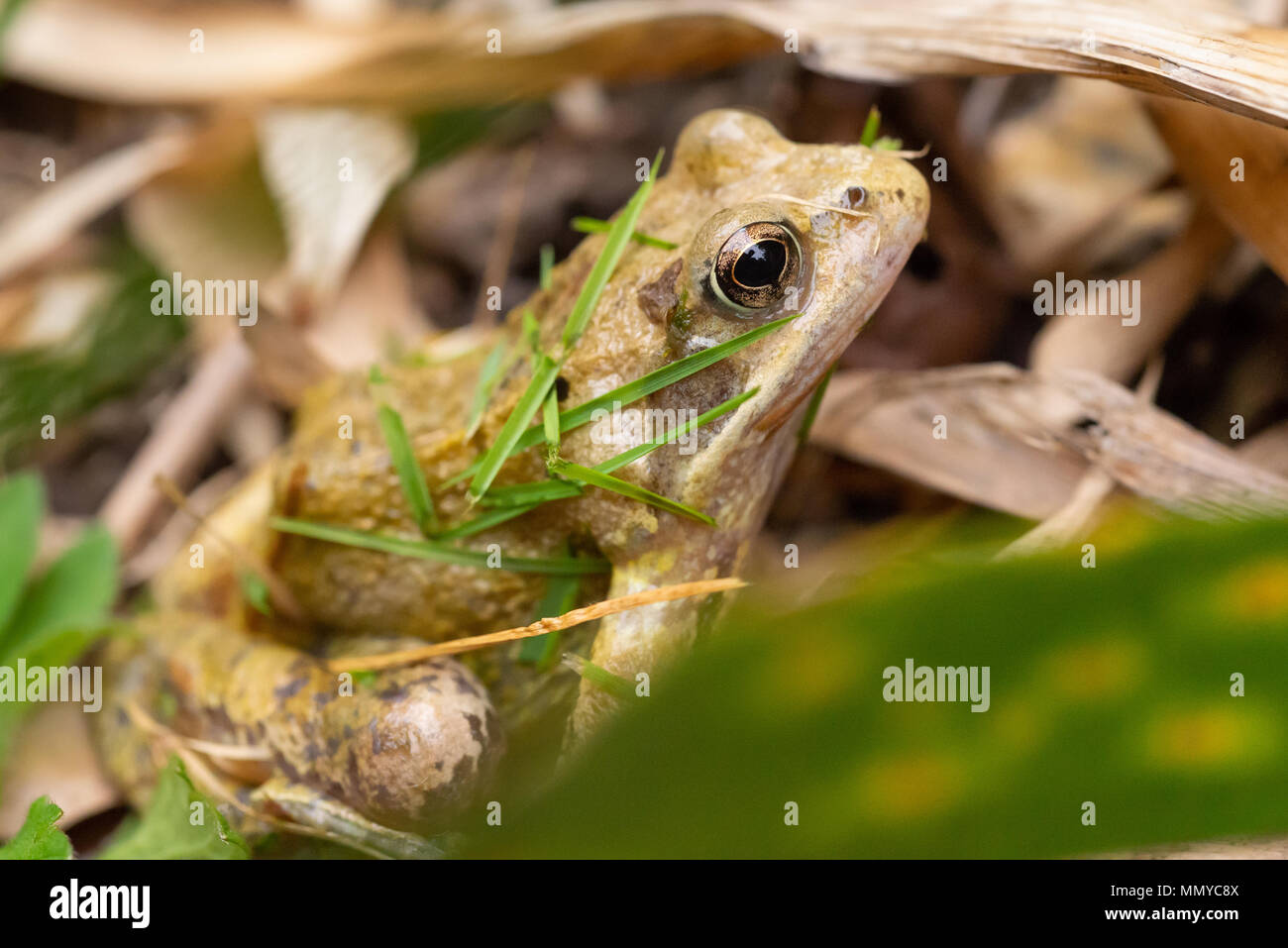 Une grenouille rousse couverte de gazon après évitant de justesse un jardin tondeuse, Angleterre. Banque D'Images