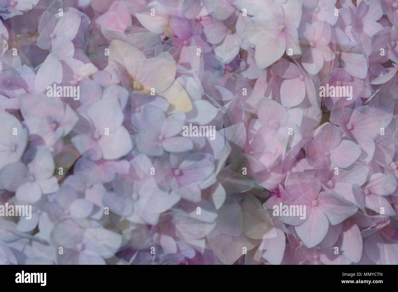 Arrière-plan coloré de fleurs de l'hortensia Banque D'Images