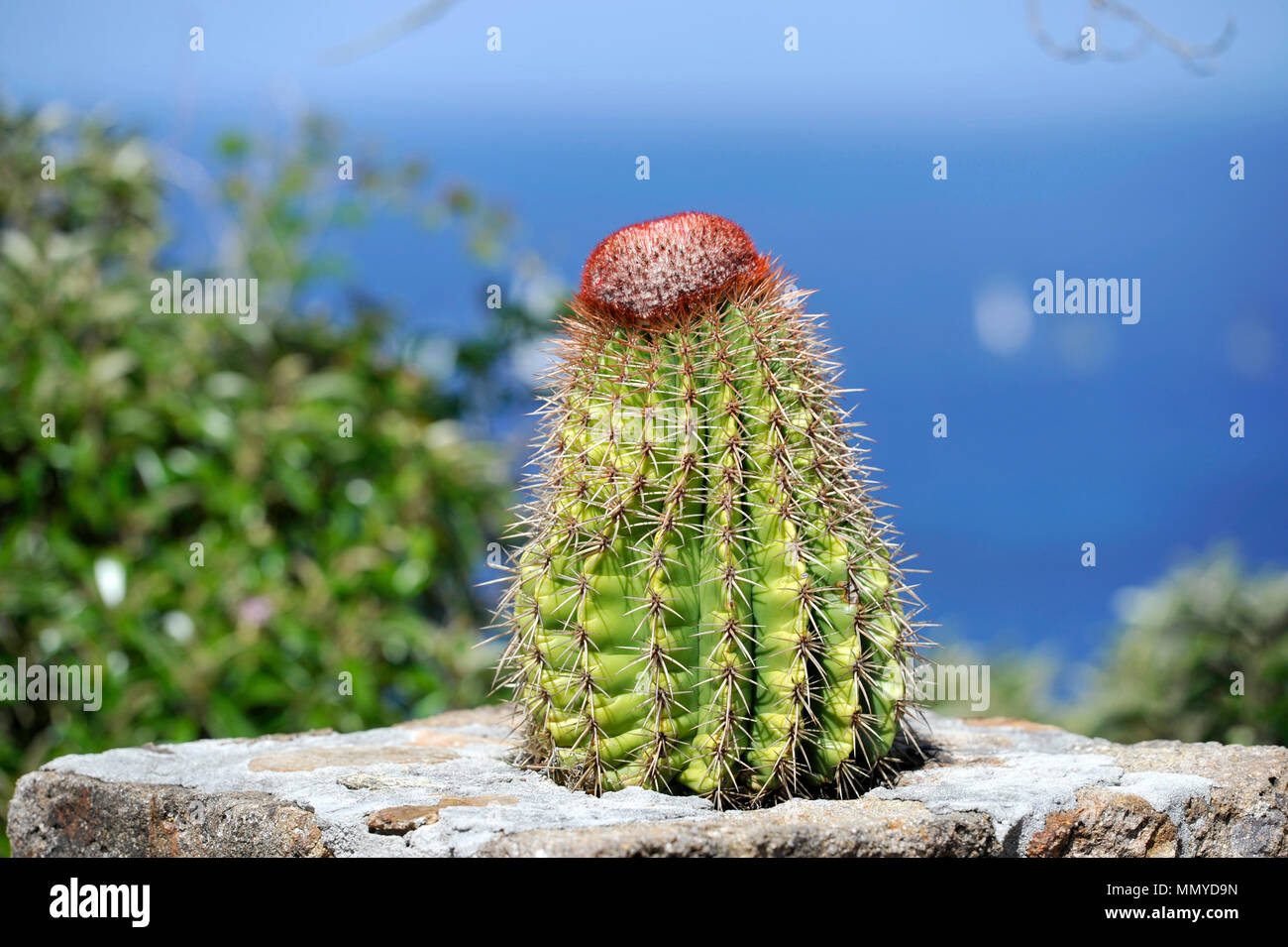 Petites Antilles Antigua îles dans les Caraïbes Antilles - Cactus Banque D'Images