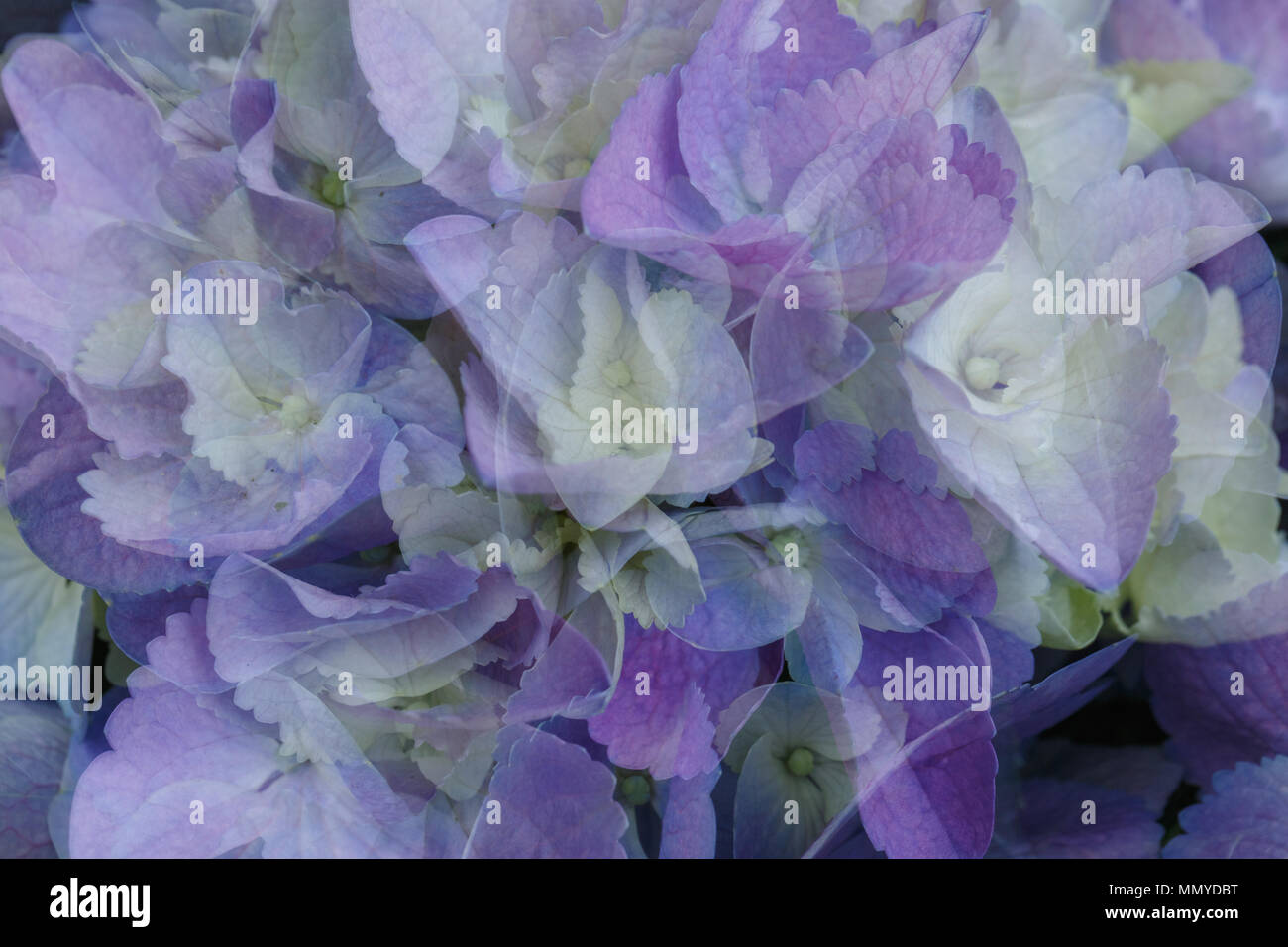 Arrière-plan coloré de fleurs de l'hortensia Banque D'Images