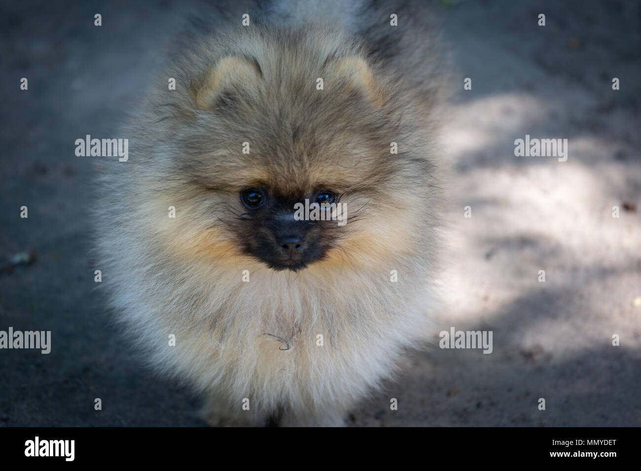 Chiot Pomeranian marcher sur l'herbe mignon petit chien moelleux Banque D'Images