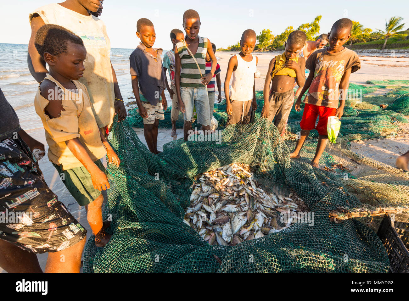 Les petits pêcheurs locaux découvrez les captures dans leurs filets à Inhassoro au Mozambique. Banque D'Images