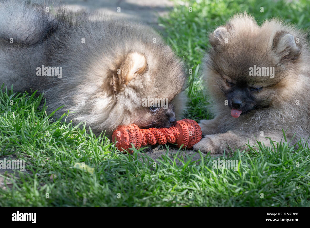 Deux chiots de chien pomeranian jouant à l'extérieur. Banque D'Images
