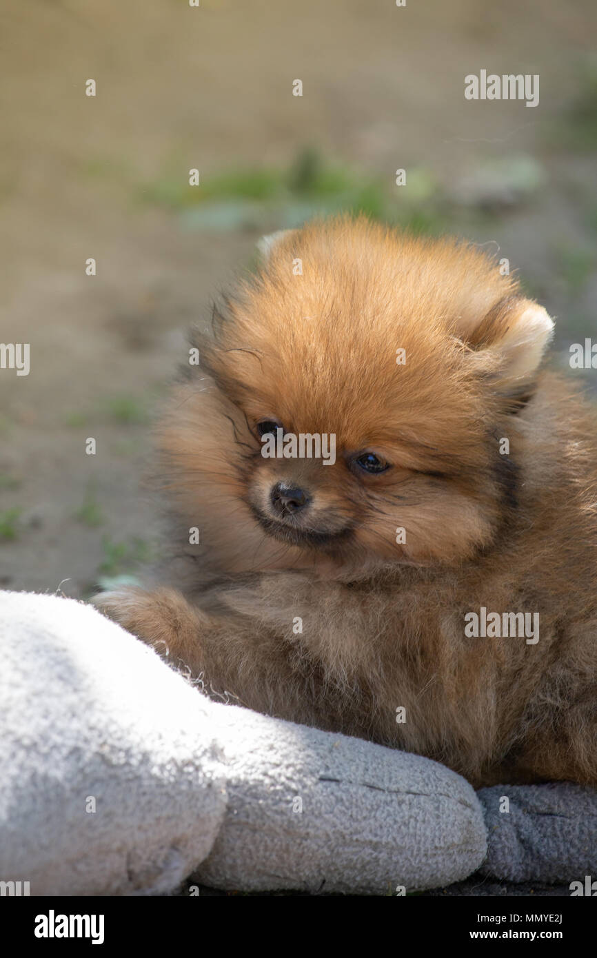 Fluffy mignon renard orange chien pomeranian jeter à l'extérieur. Chien Spitz. Banque D'Images