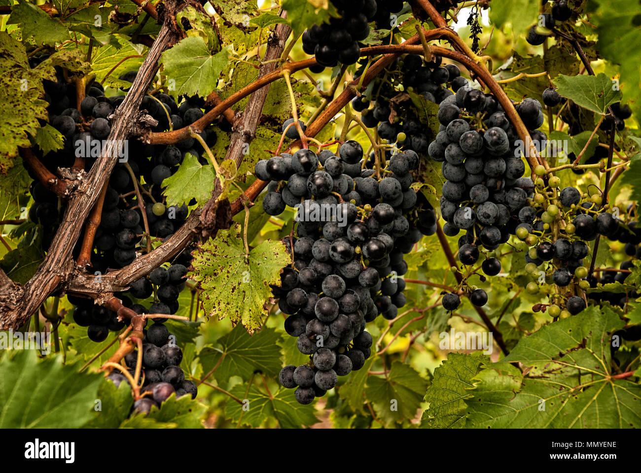 Grappes de raisins mûrs accroché sur la vigne dans un vignoble. Banque D'Images