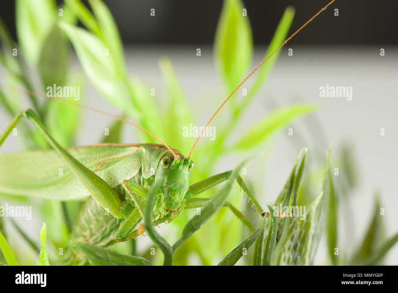 Grande sauterelle verte se cachant dans l'herbe verte Banque D'Images