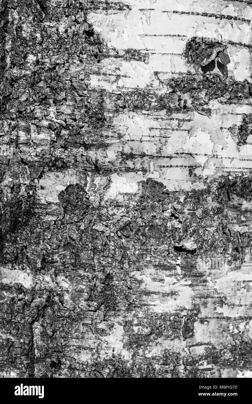 Macro photo d'écorce de bouleau. Arbre abstrait arrière-plan. Banque D'Images
