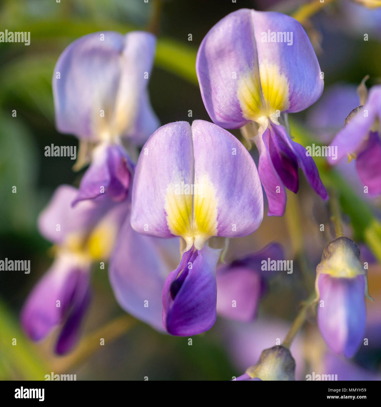 Coeur jaune fleurs violettes d'un wisteria sinensis fleurit en Angleterre  en mai Photo Stock - Alamy