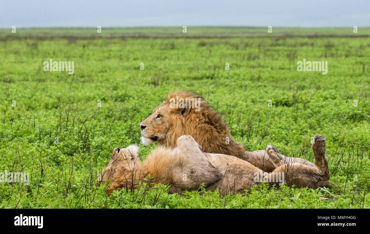 Deux grands lions dans la savane. L'Afrique. La Tanzanie. Le Parc National du Serengeti. Banque D'Images