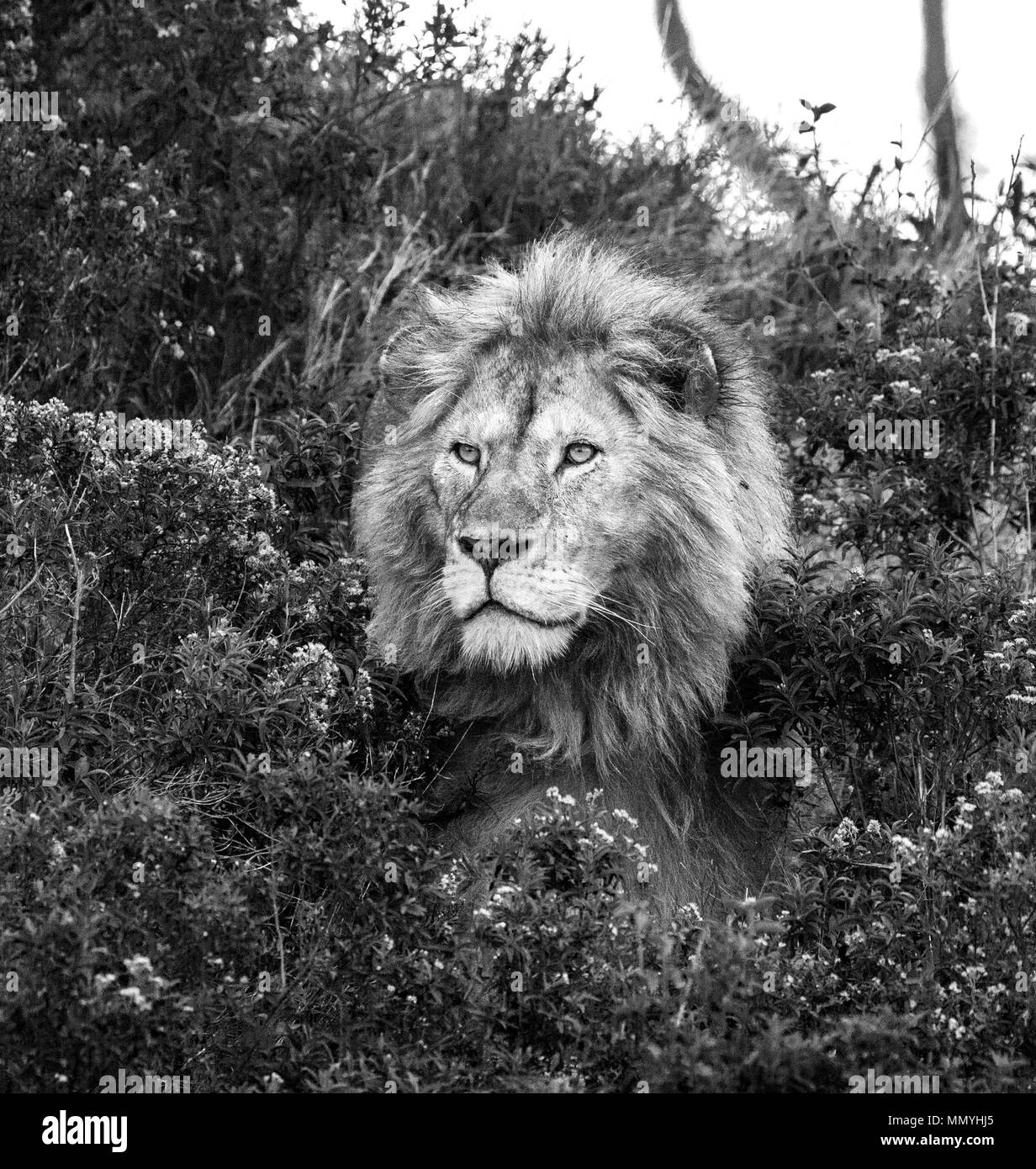 Portrait du gros lion mâle dans l'herbe. Parc national du Serengeti. Tanzanie. Banque D'Images