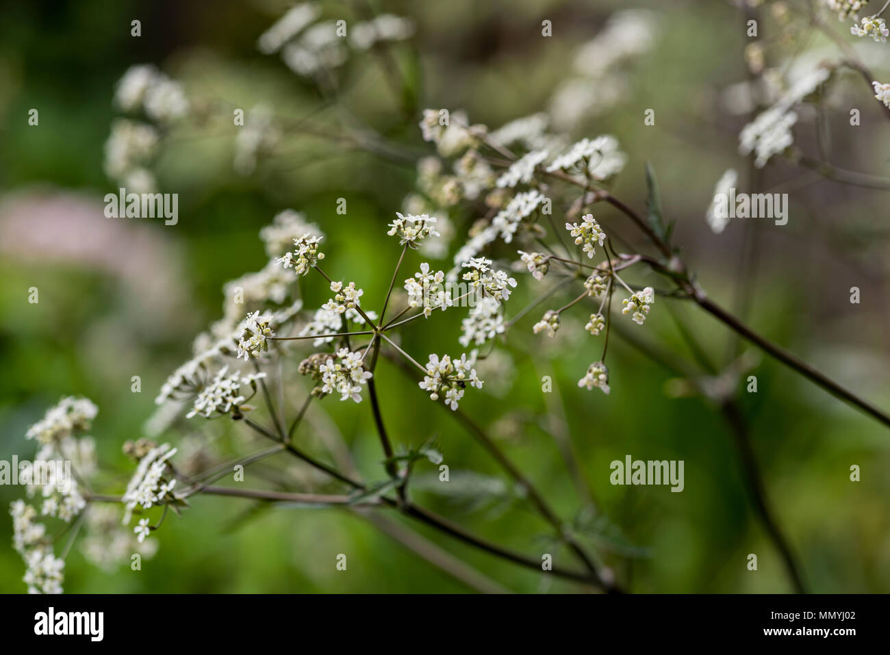 Anthriscus sylvestris Ravenswing, Apiaceae. Cow parsley, fleurs blanches. Banque D'Images