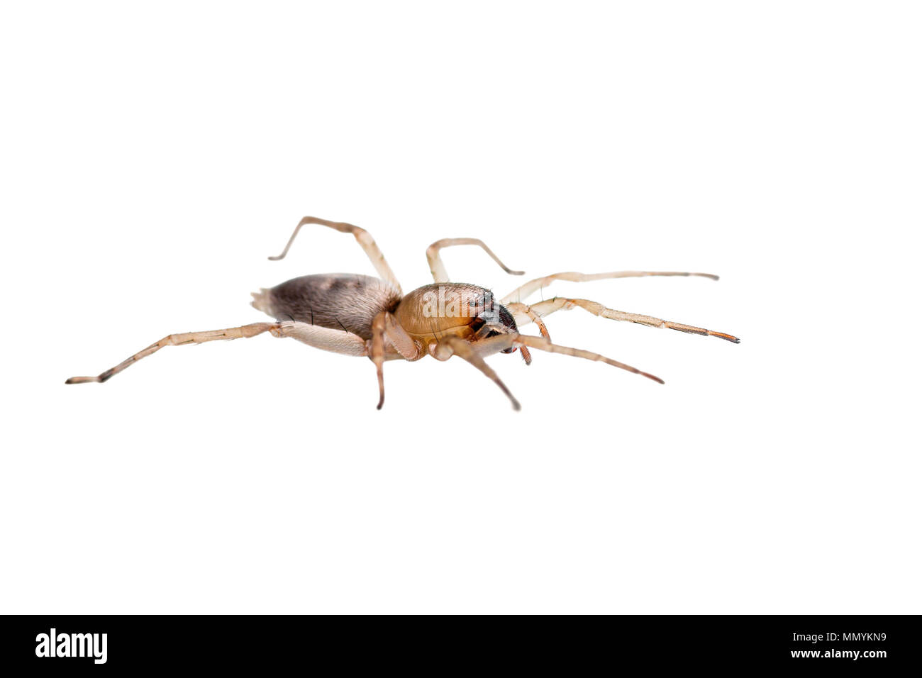 Insectes rampants arachnide araignée isolated on White Banque D'Images