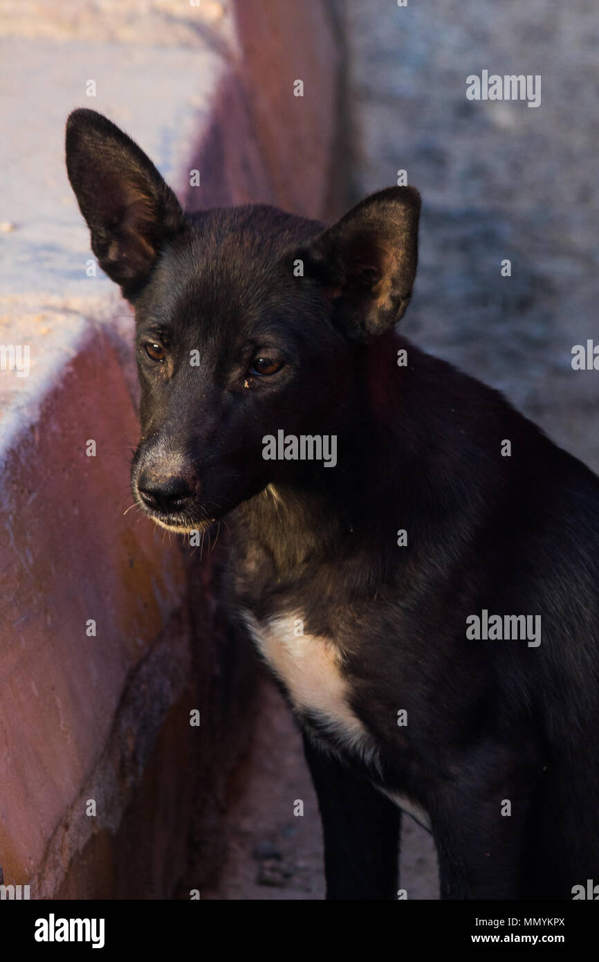 Pauvre chien Banque D'Images