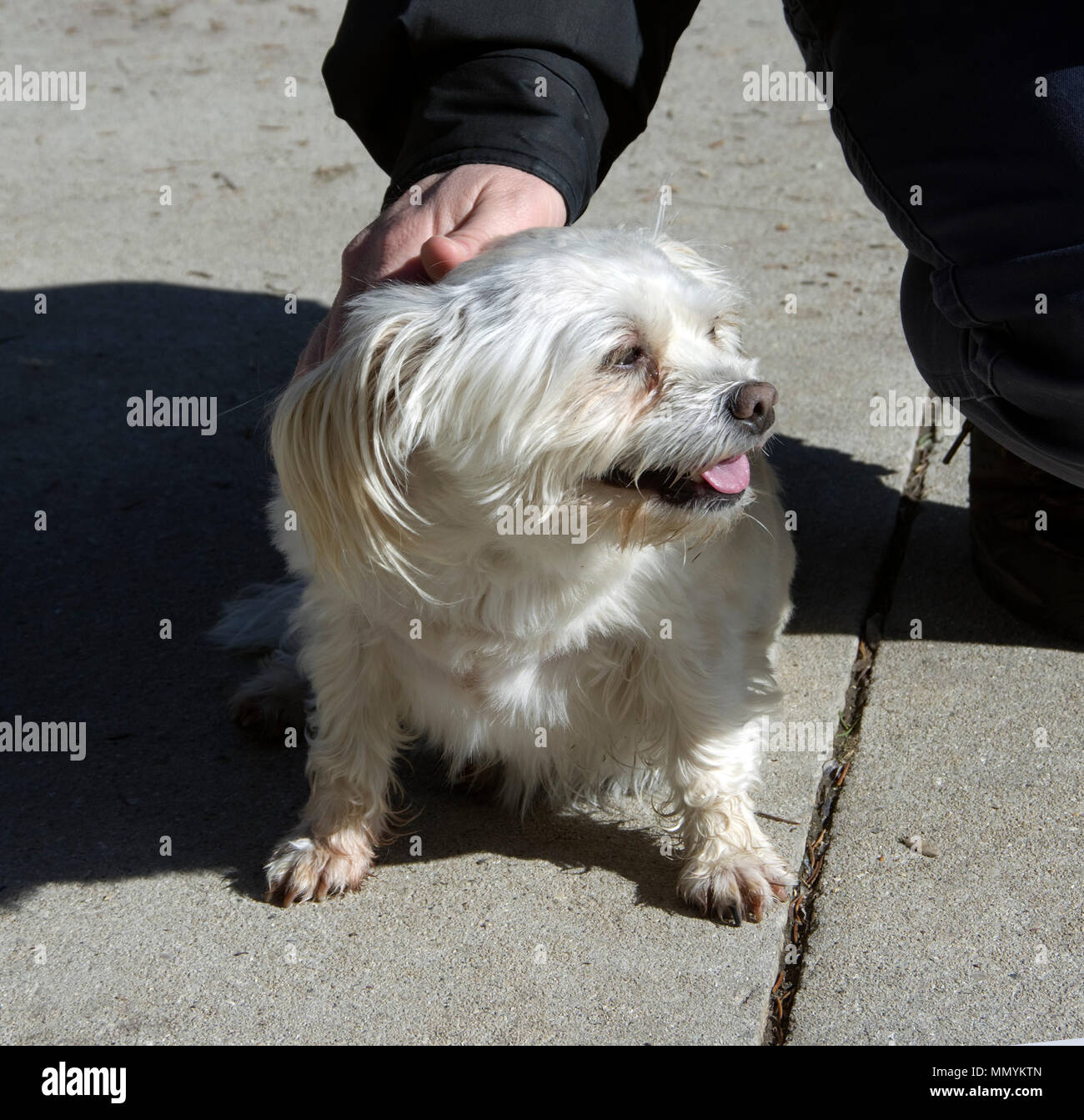 Small White mixed breed dog Banque D'Images